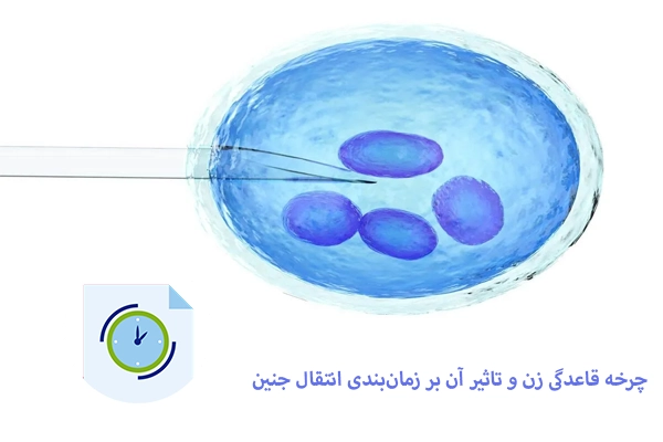 چرخه قاعدگی زن و تاثیر آن بر زمان‌بندی انتقال جنین